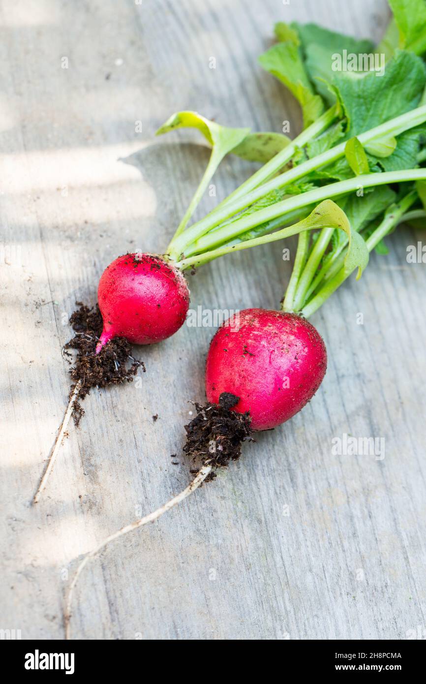 Fresh radishes on wooden board radishes, garden, wood, board, soil, vegetable, fresh, self-catering, gardening, Austria Stock Photo