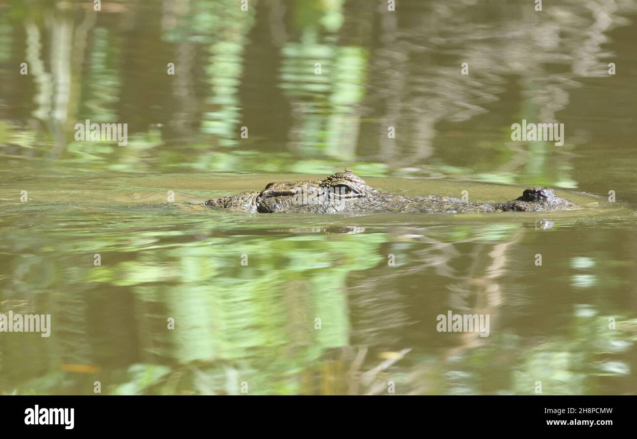 A West African crocodile (Crocodylus suchus) swims in a creek waiting for scraps from a local restaurant. Marakissa, The Republic of the Gambia. Stock Photo