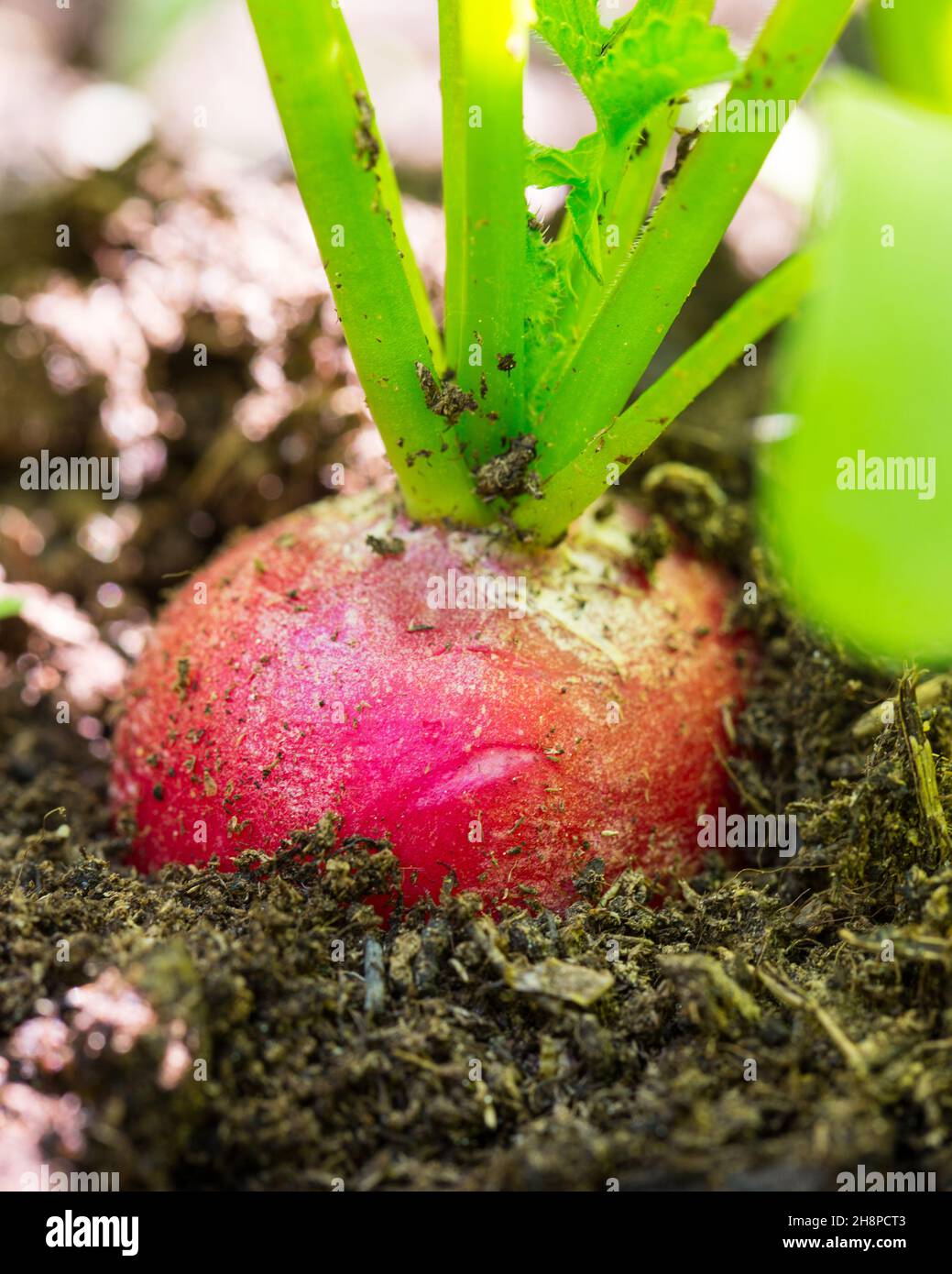 Radishes in the ground radishes, flower bed, vegetable, earth, soil, vegetable garden, fresh, freshness, Austria Stock Photo
