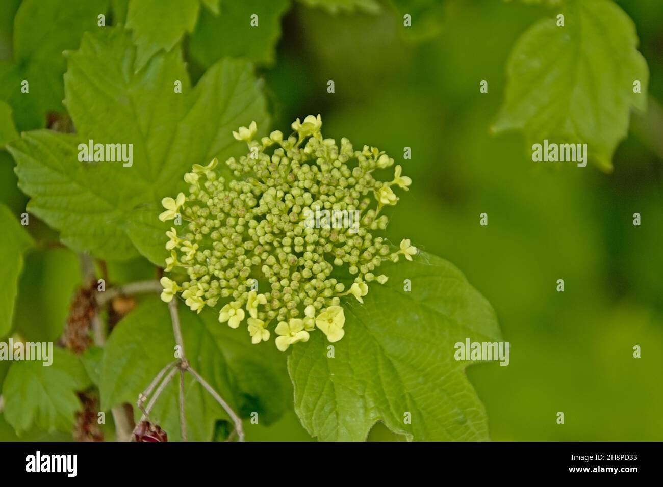 Smooth hydrangea flowers closeup - Hydrangea arborescens Stock Photo