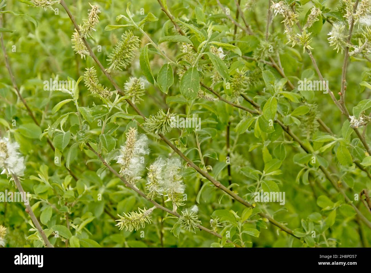 Fluffy white catkins and green leaves on the branches of a pacific willow tree, filled frame. - salix lucida Stock Photo
