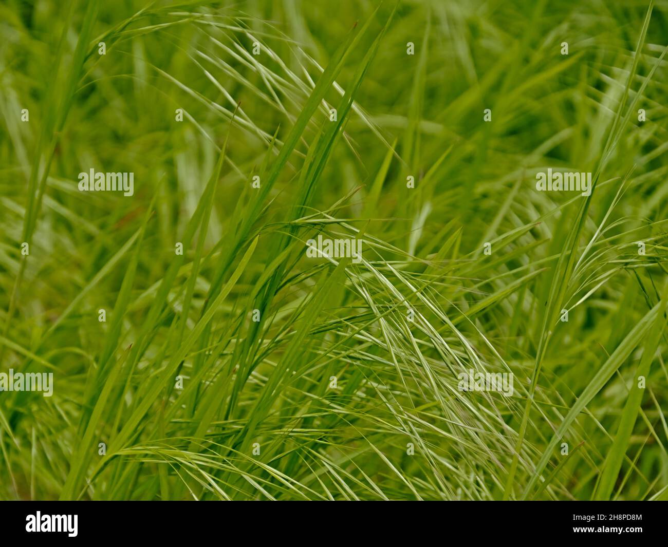 Flowering high wild grass, close up, selective focus Stock Photo