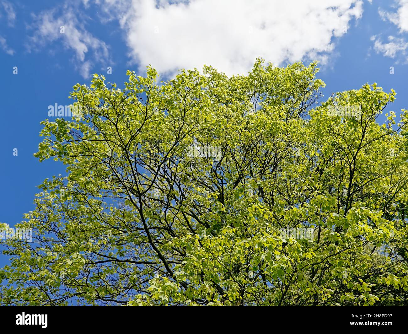 sunny green spring treetop on a blue sky with soft cloud Stock Photo