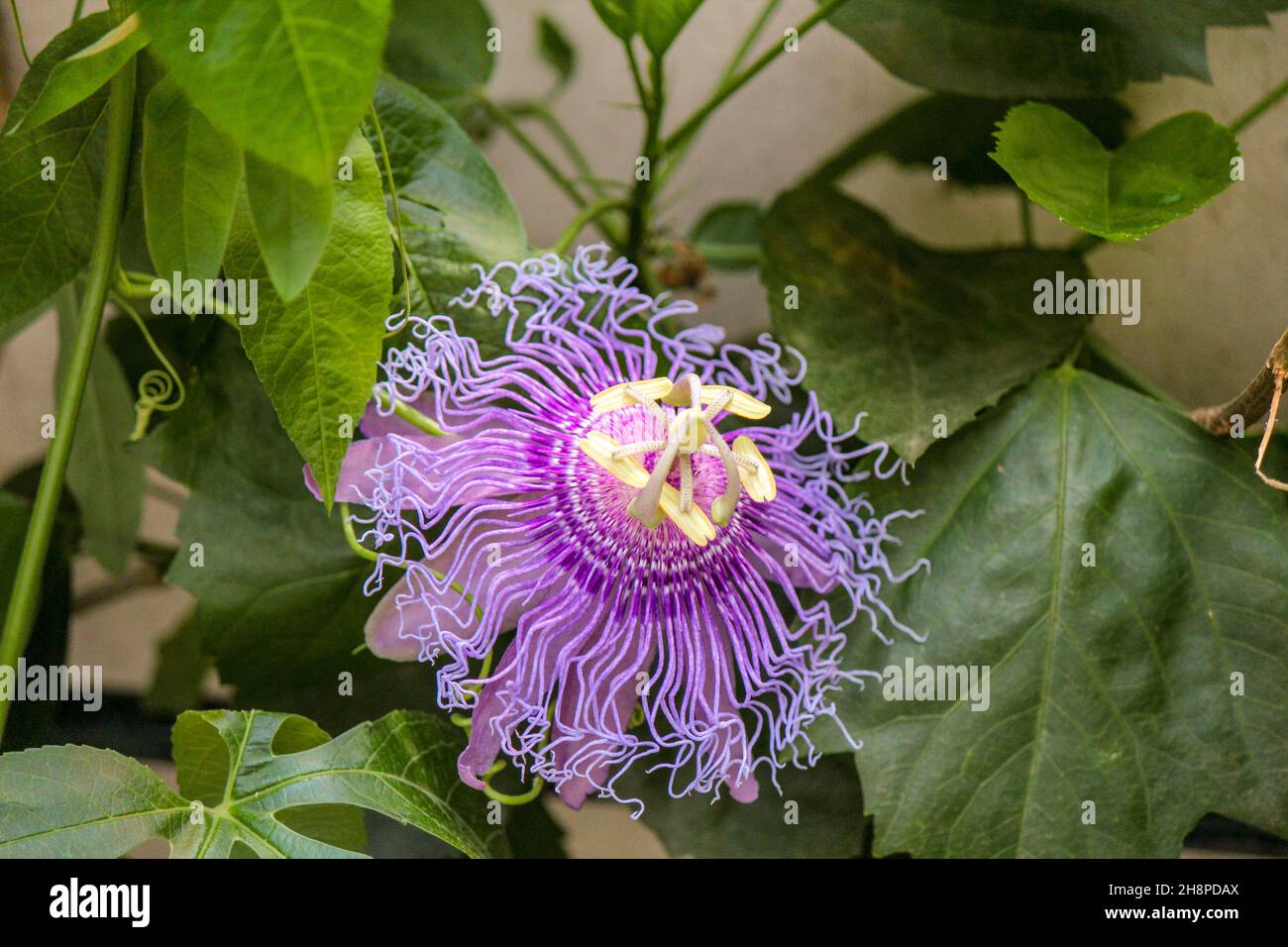 Purple blossom of a wild crato passon fruit Stock Photo