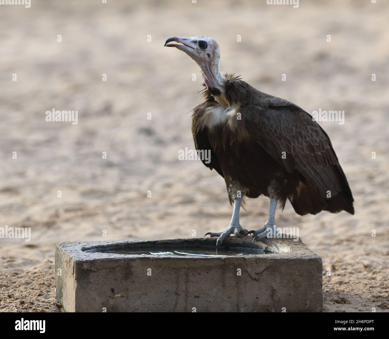 A  hooded vulture (Necrosyrtes monachus) comes to drink at the Kartong Bird Observatory. Kartong,  The Republic of the Gambia. Stock Photo