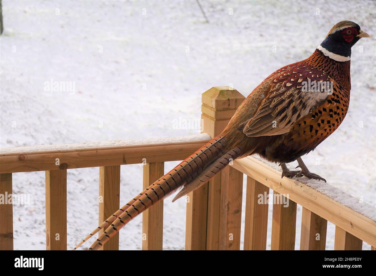 Male pheasant (phasianus colchicus) with its beautiful plumage against white snowy background Stock Photo