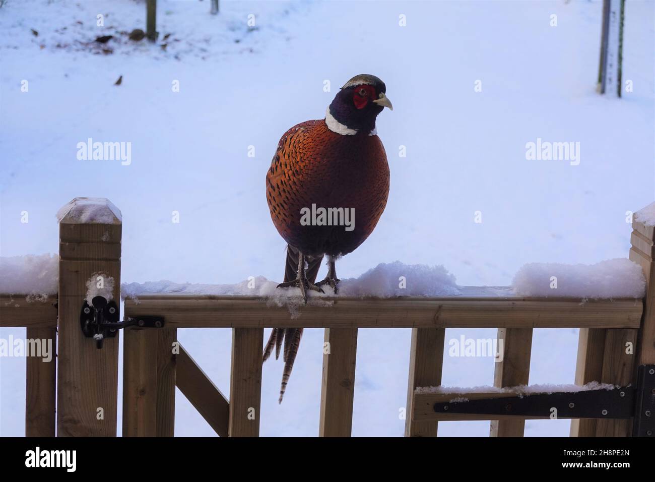 Male pheasant (phasianus colchicus) with its beautiful plumage against white snowy background Stock Photo