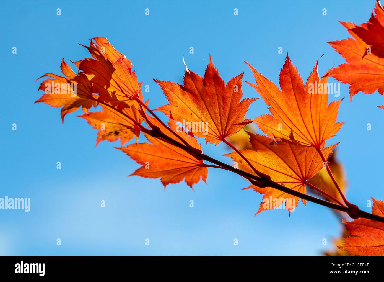 Colorful orange leafs of a Japanese Maple tree in autumn Stock Photo ...