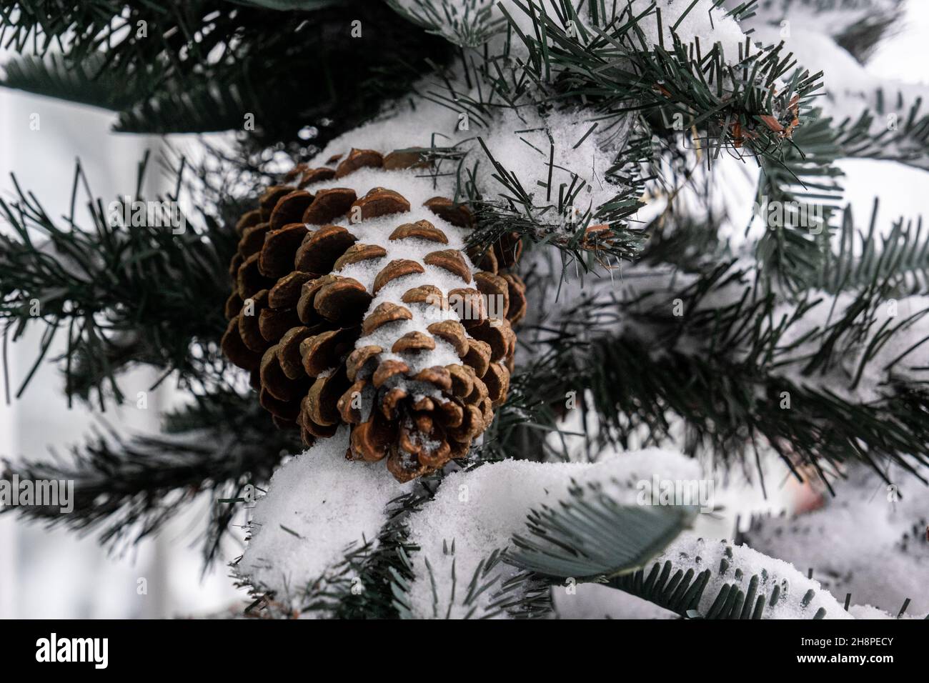 A pine cedar cone hangs from a green Christmas tree all covered with ...