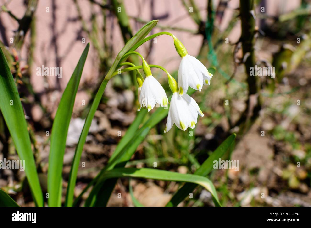 Small and delicate white snowdrop spring flowers in full bloom in forest in a sunny spring day, blurred background with space for text, top view or fl Stock Photo