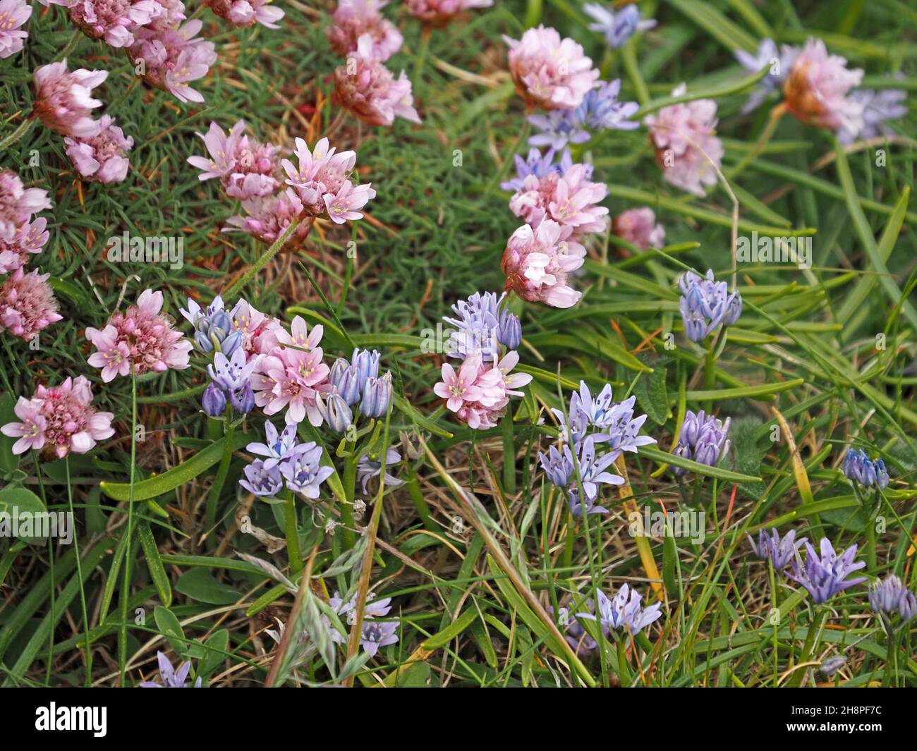 Orkney spring hires stock photography and images Alamy