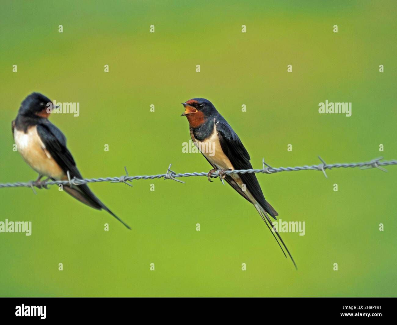 2 interacting Barn Swallows (Hirundo rustica) on barbed wire (one calling other watching) - eye level - plain green background - Orkney, Scotland,UK Stock Photo