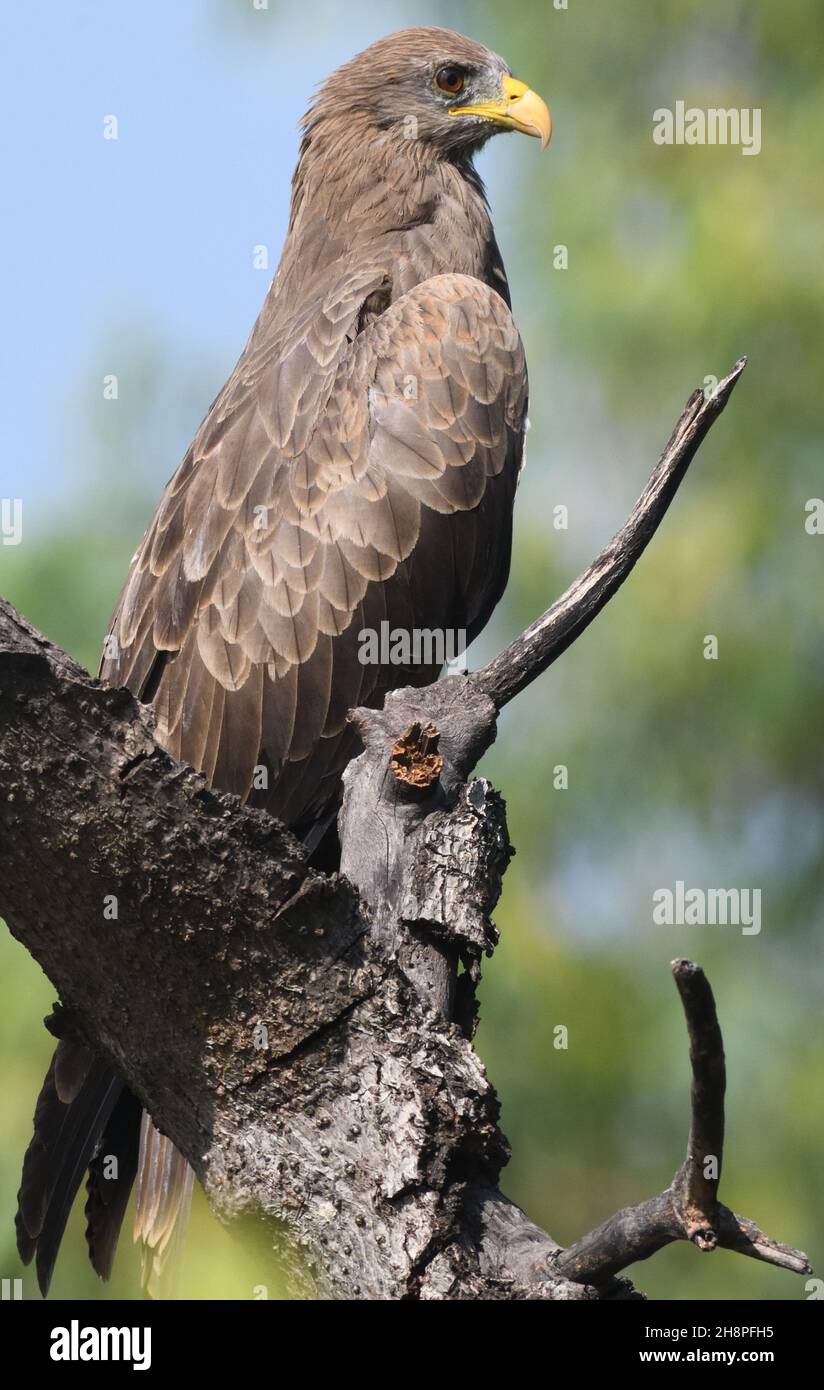 A yellow-billed kite (Milvus aegyptius) sits in a tree. Kotu, The Republic of the Gambia. Stock Photo