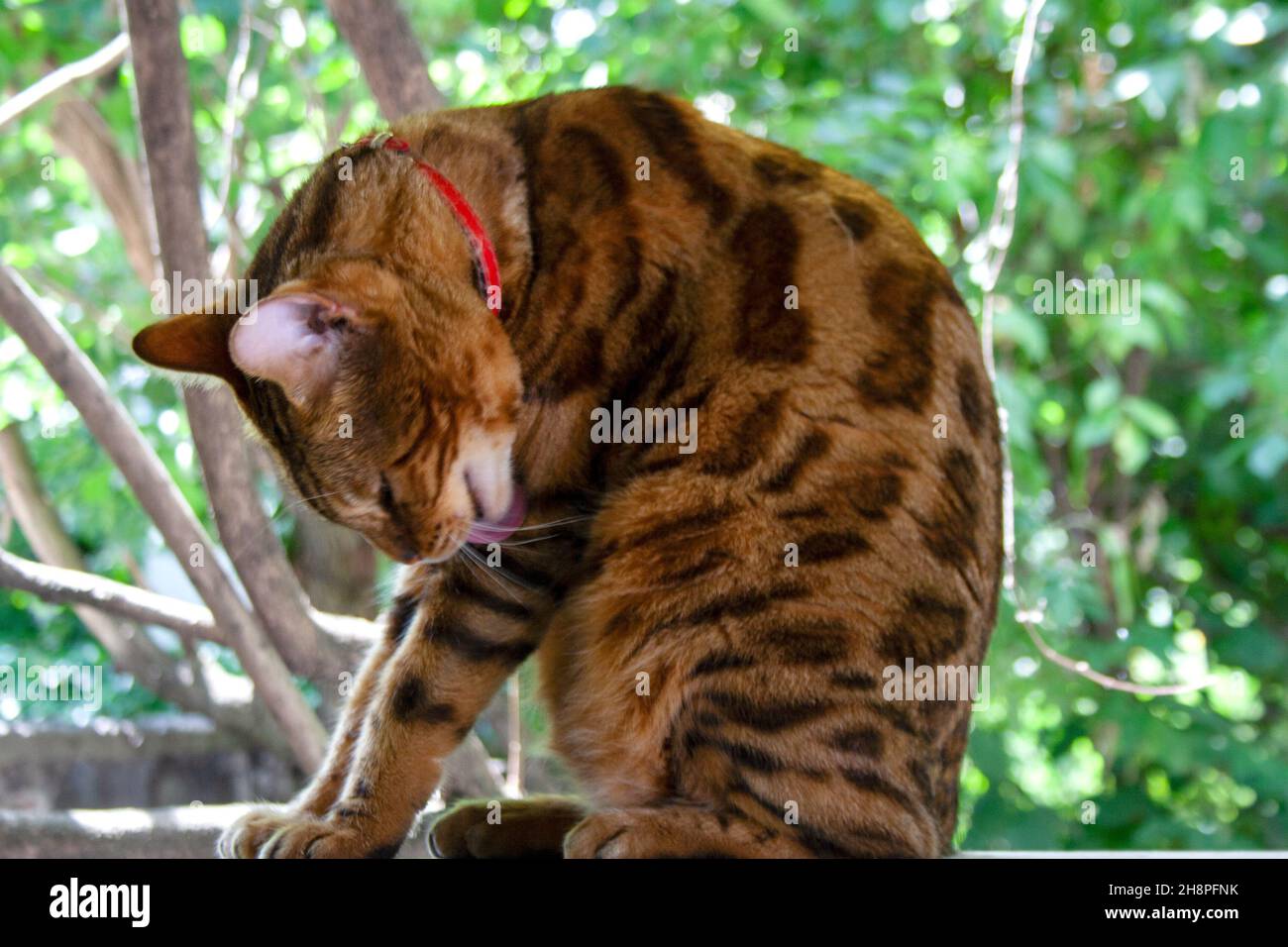 Brown Bengal cat licking itself in the backyard garden Stock Photo