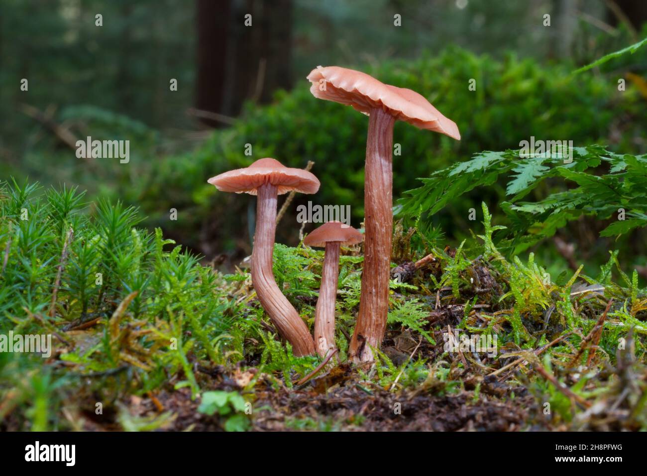 Group of three mushrooms, big and small, Laccaria species, probably the Bicoloured deceiver Stock Photo