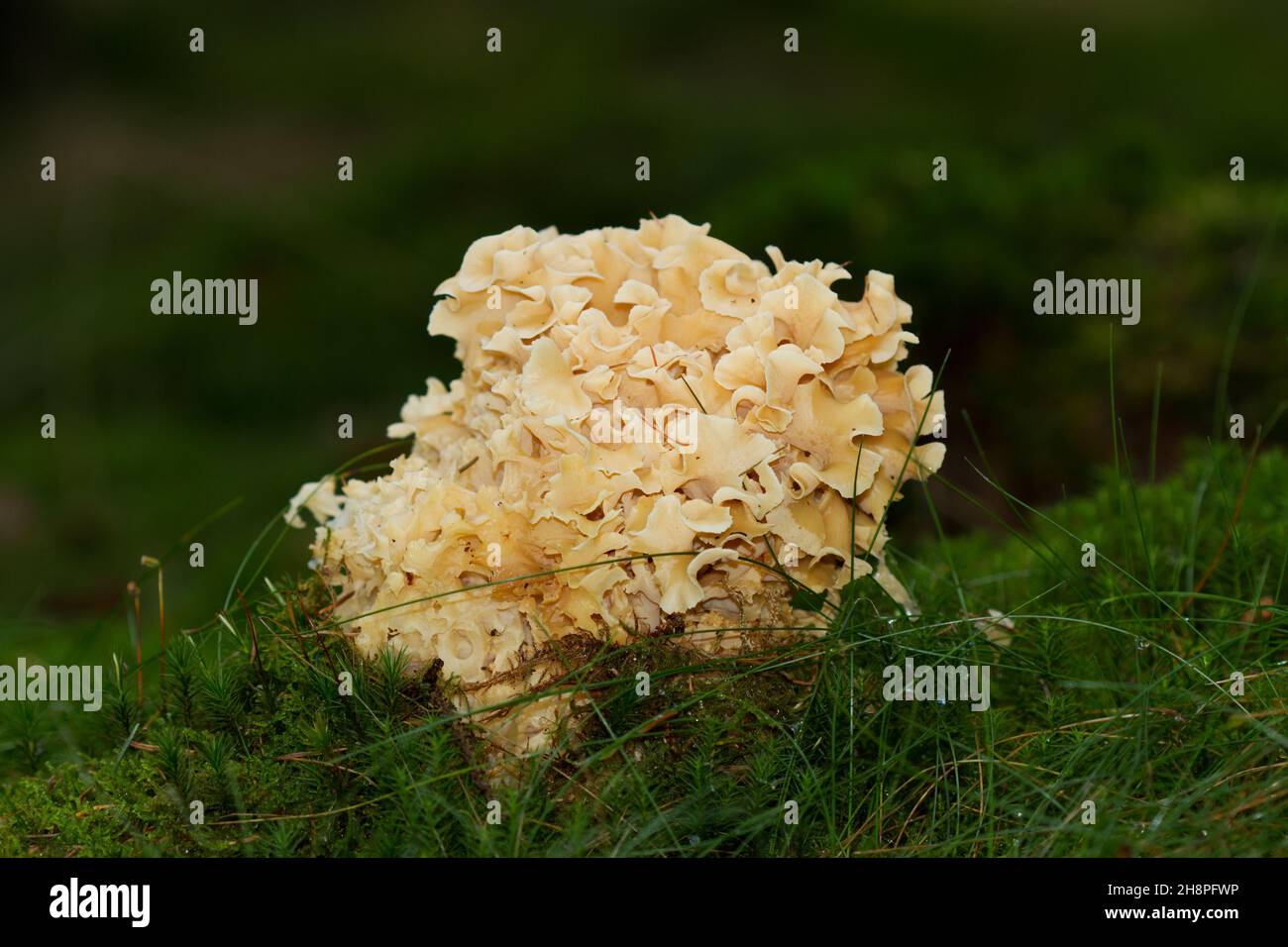 Cauliflower fungus, Sparassis crispa, its lobes resembling lasagna noodles Stock Photo