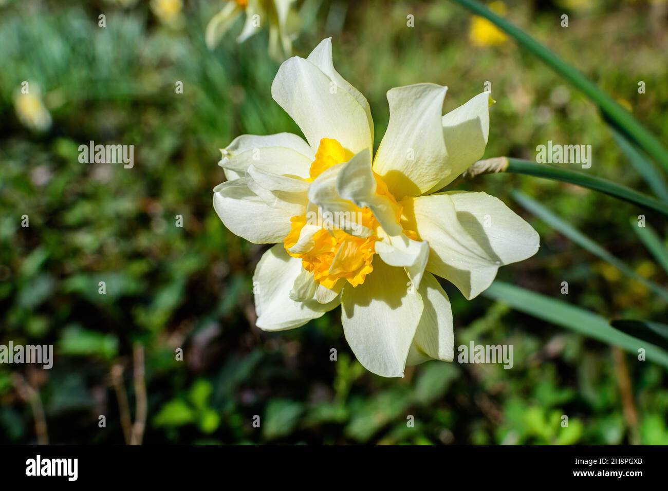 One delicate white and vidid yellow daffodil flower in full bloom with blurred green grass, in a sunny spring garden, beautiful outdoor floral backgro Stock Photo
