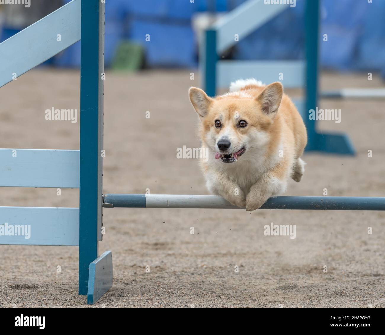 Welsh Corgi Pembroke jumps over an agility hurdle in an agility competition Stock Photo