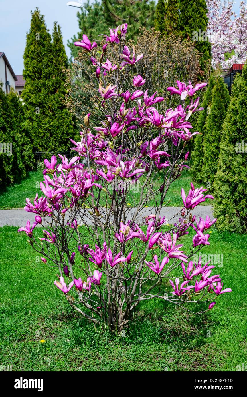 Many delicate vivid pink magnolia flowers in full bloom on a branch in ...