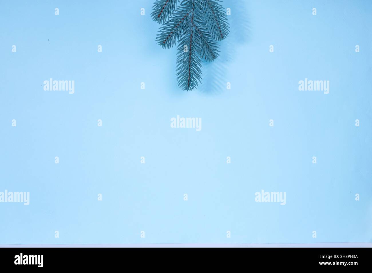 Branches of a Christmas tree on a blue background. The basis for the ...