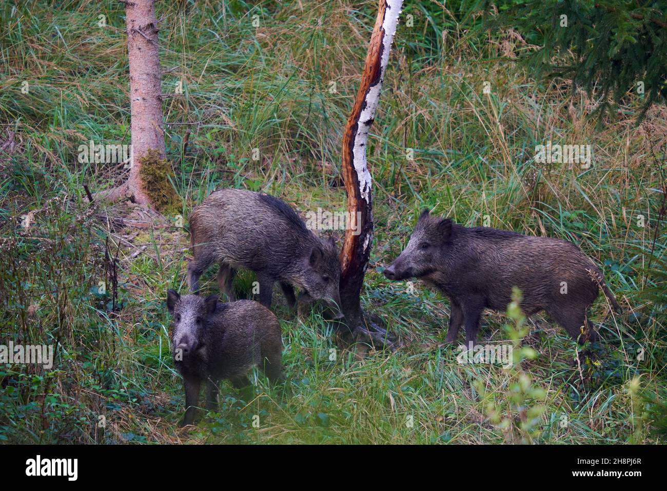 3 wild boars (Sus scrofa, Wildschweine) in the forest. The animals use a painting tree to scrub their rind. Wildlife in germany. Stock Photo