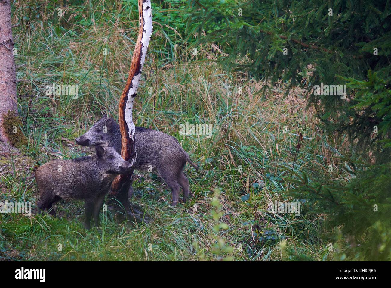 2 wild boars (Sus scrofa, Wildschweine) in the forest. The animals use a painting tree to scrub their rind. Wildlife in germany. Stock Photo