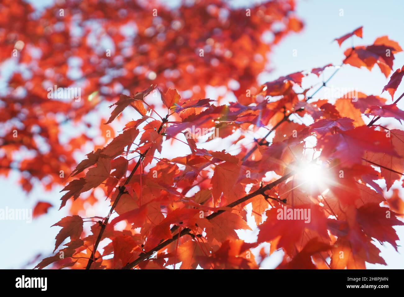 Orange maple tree in full sun hi-res stock photography and images - Alamy