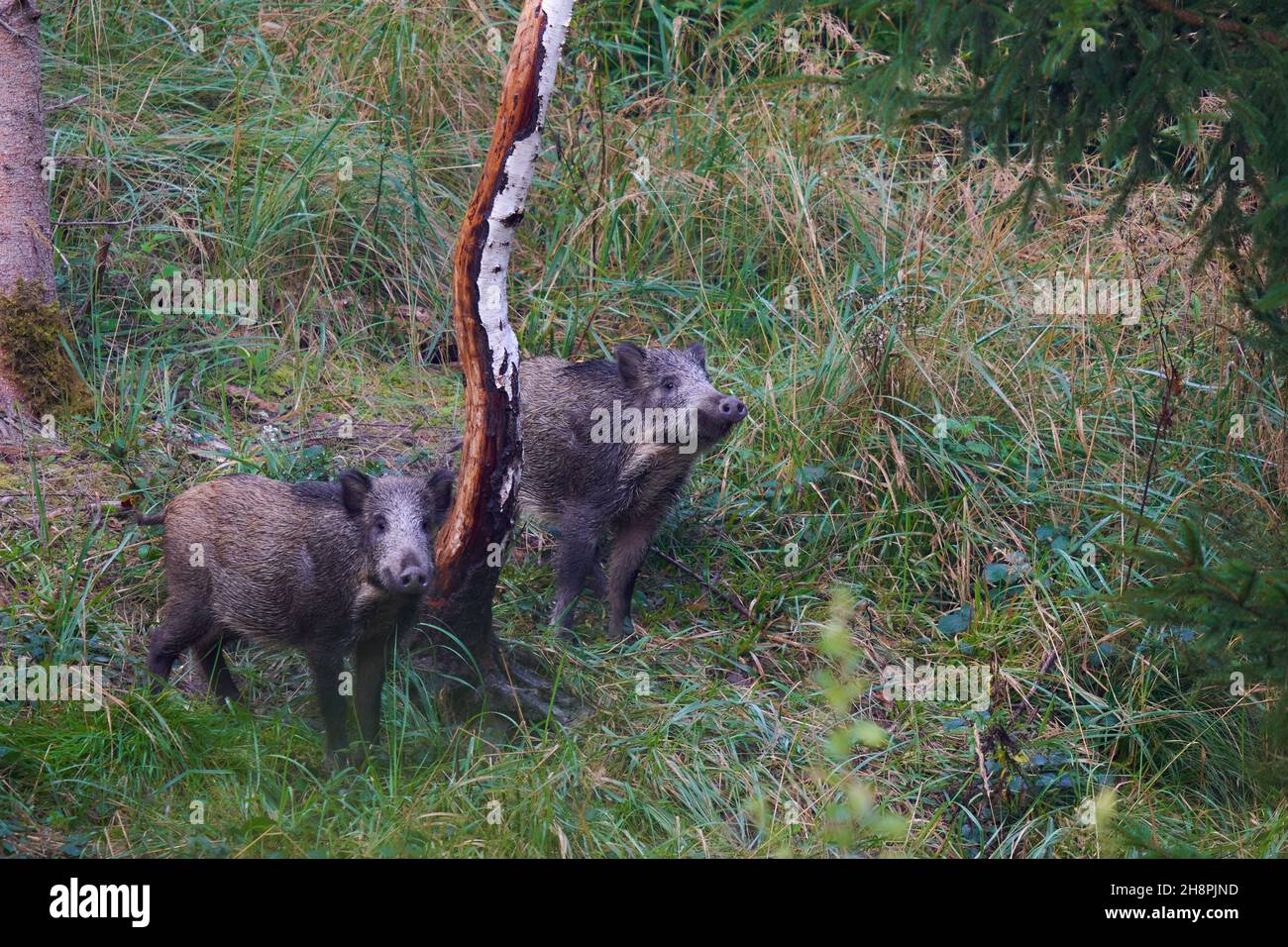 2 wild boars (Sus scrofa, Wildschweine) in the forest. The animals use a painting tree to scrub their rind. Closeup. Wildlife in germany. Stock Photo