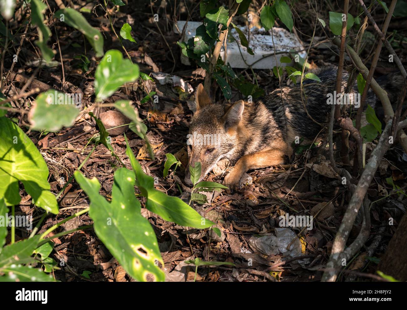 Weak animal hi-res stock photography and images - Alamy