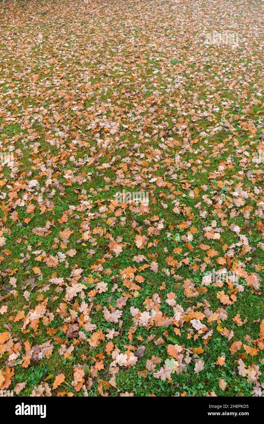 parterre de feuilles mortes.. dead leaves. Stock Photo