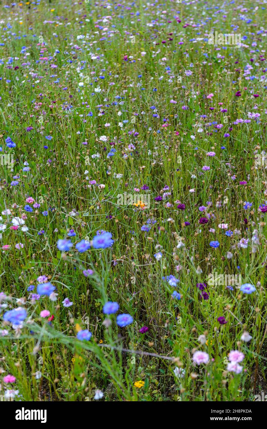 prairie fleurie. flower meadow Stock Photo
