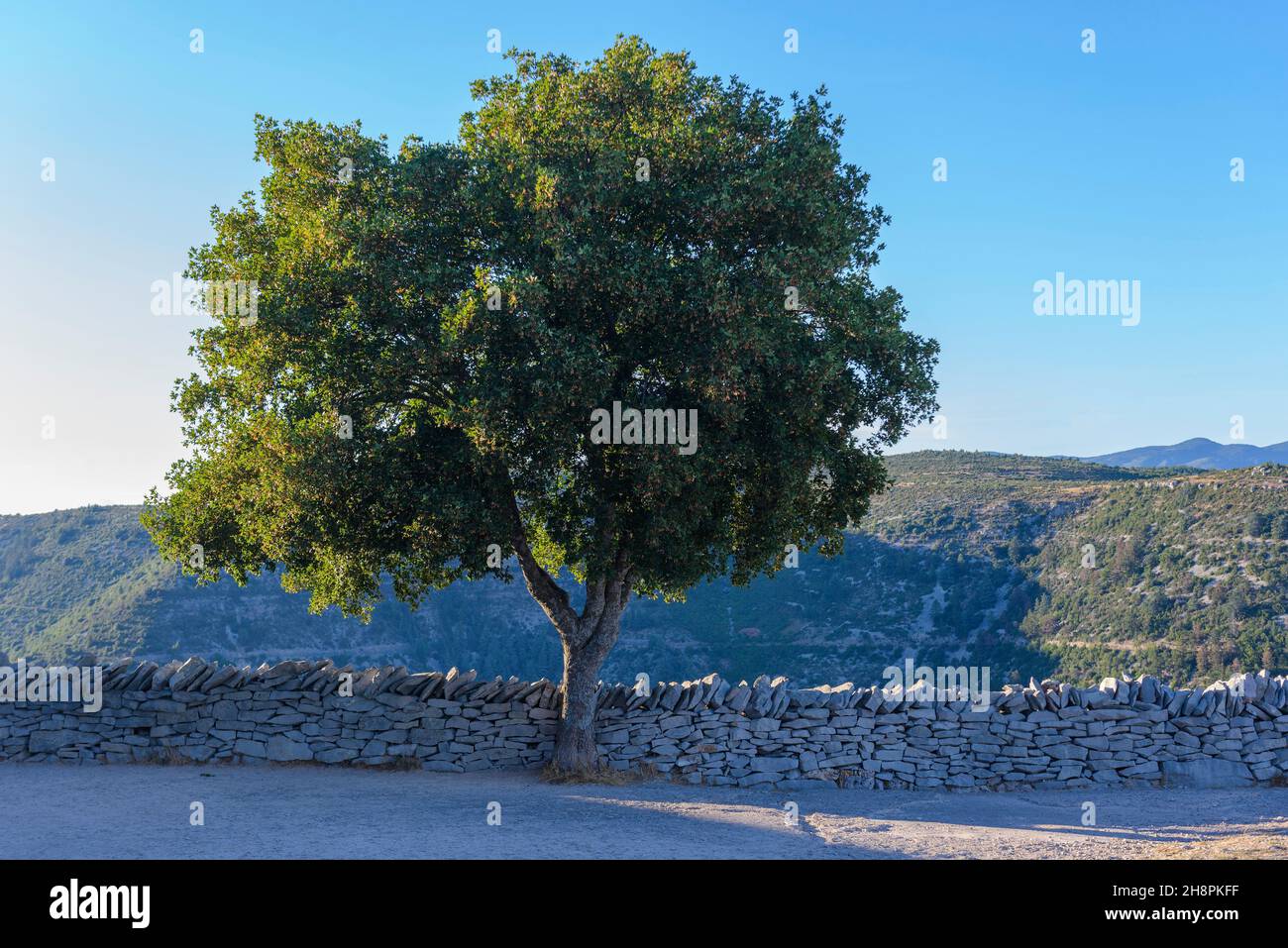 arbre devant un mur de pierre.  tree in front of a stone wall. Stock Photo