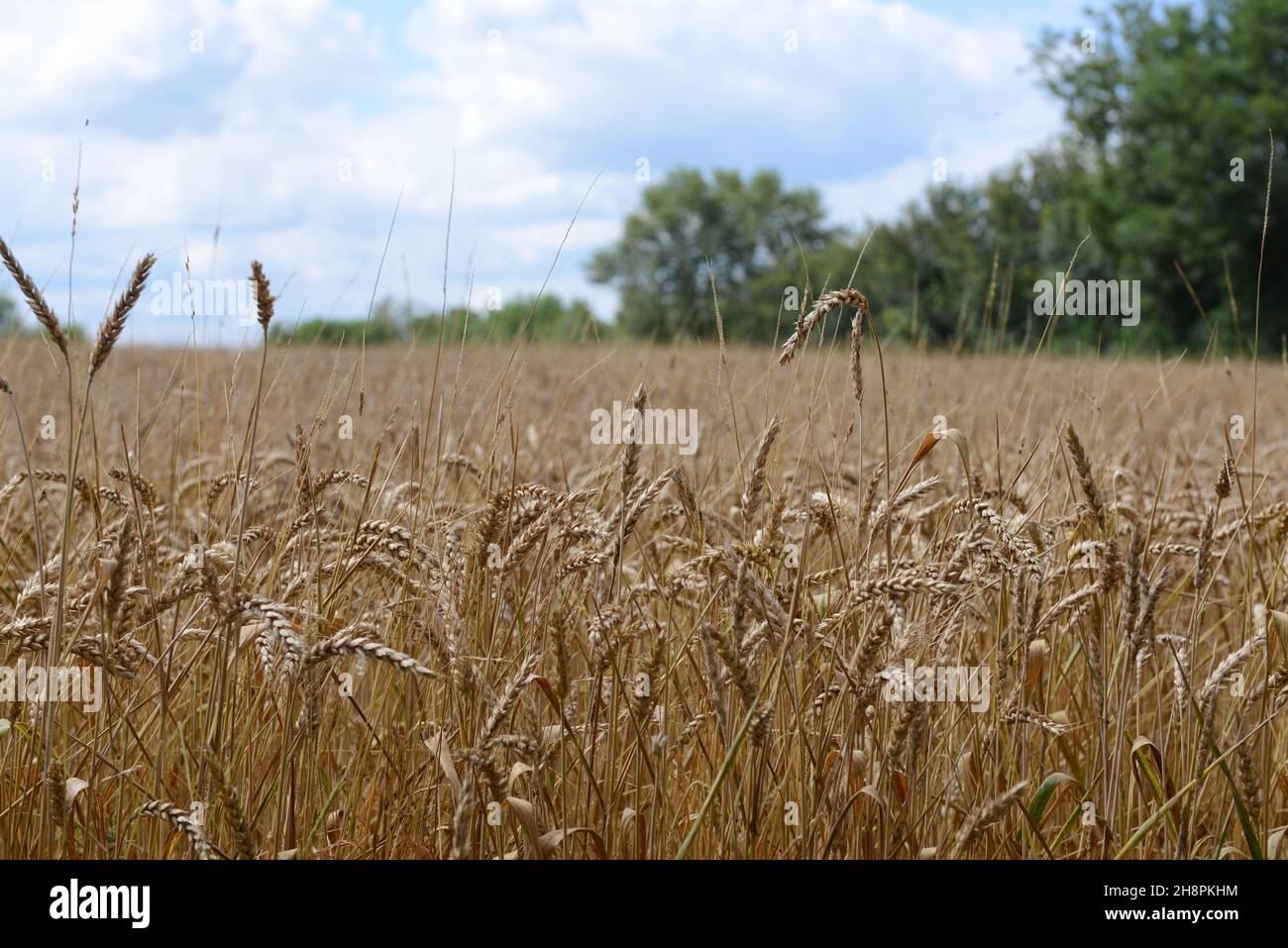 champs de blé mûr. ripe wheat fields Stock Photo