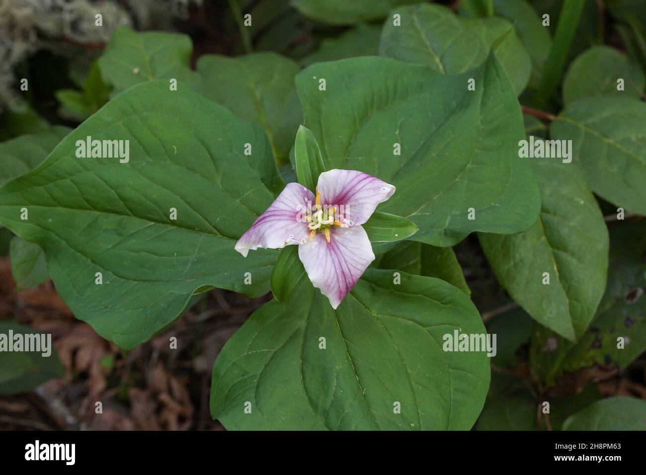 Closeup of trillium flower surrounded by leaves Stock Photo