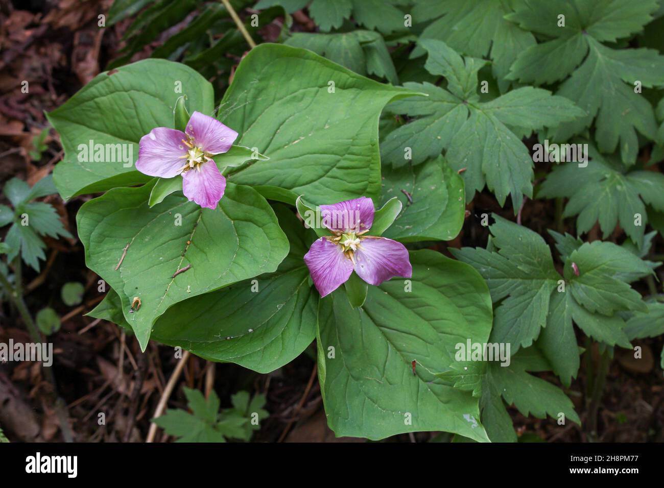 Closeup of trillium flower surrounded by leaves Stock Photo