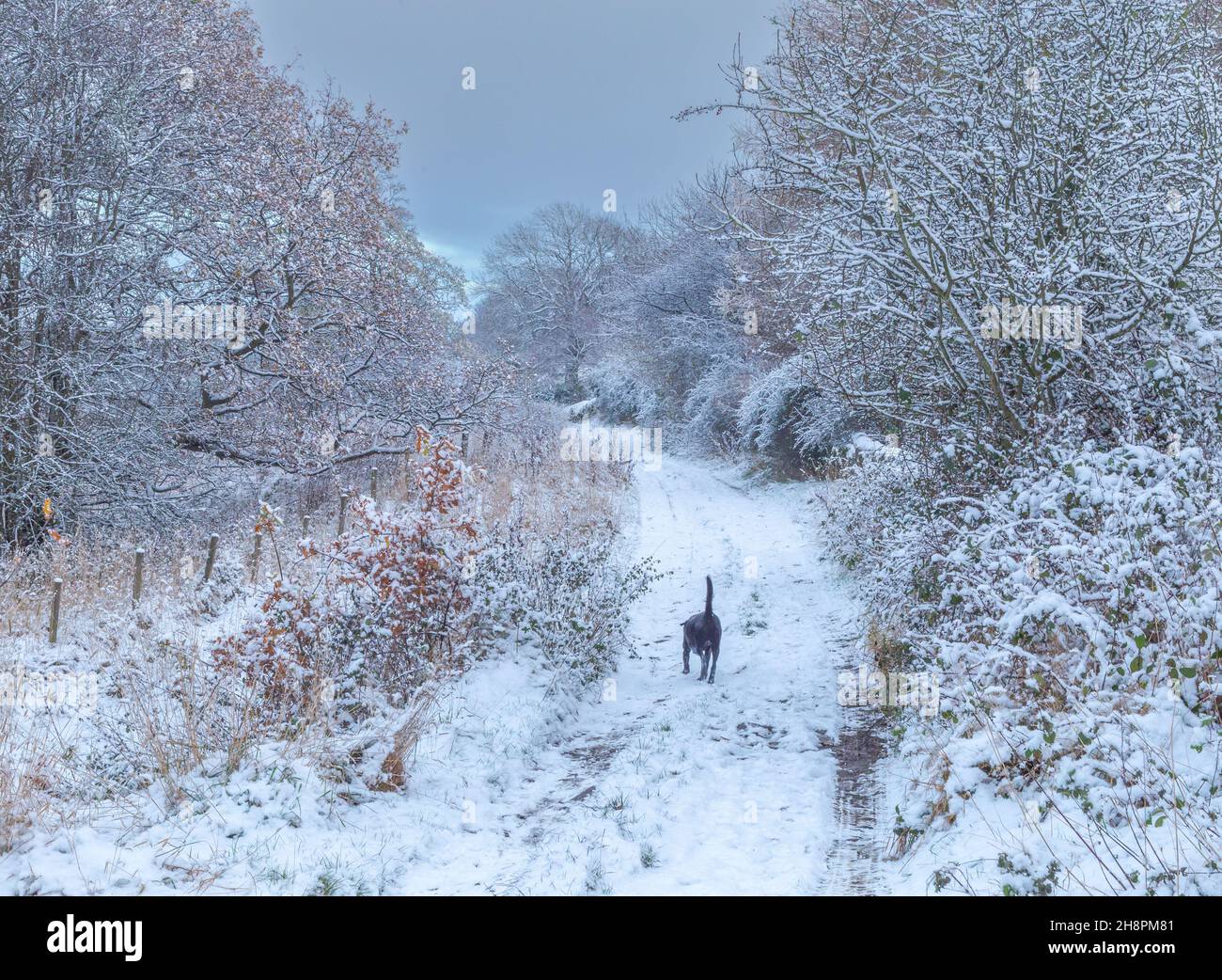 Winter dog walk. A black labrador retriever walks on a snow covered footpath in Baildon, Yorkshire. Snow covered trees line both sides of the path. Stock Photo
