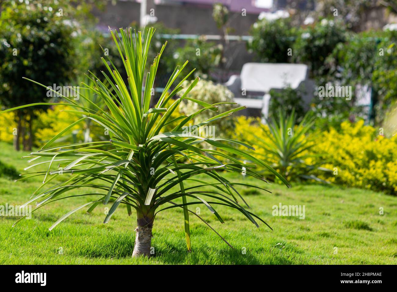 Beautiful Ravenea Hildebrandtii exotic palm against a mesmerizing landscape view with green plants Stock Photo