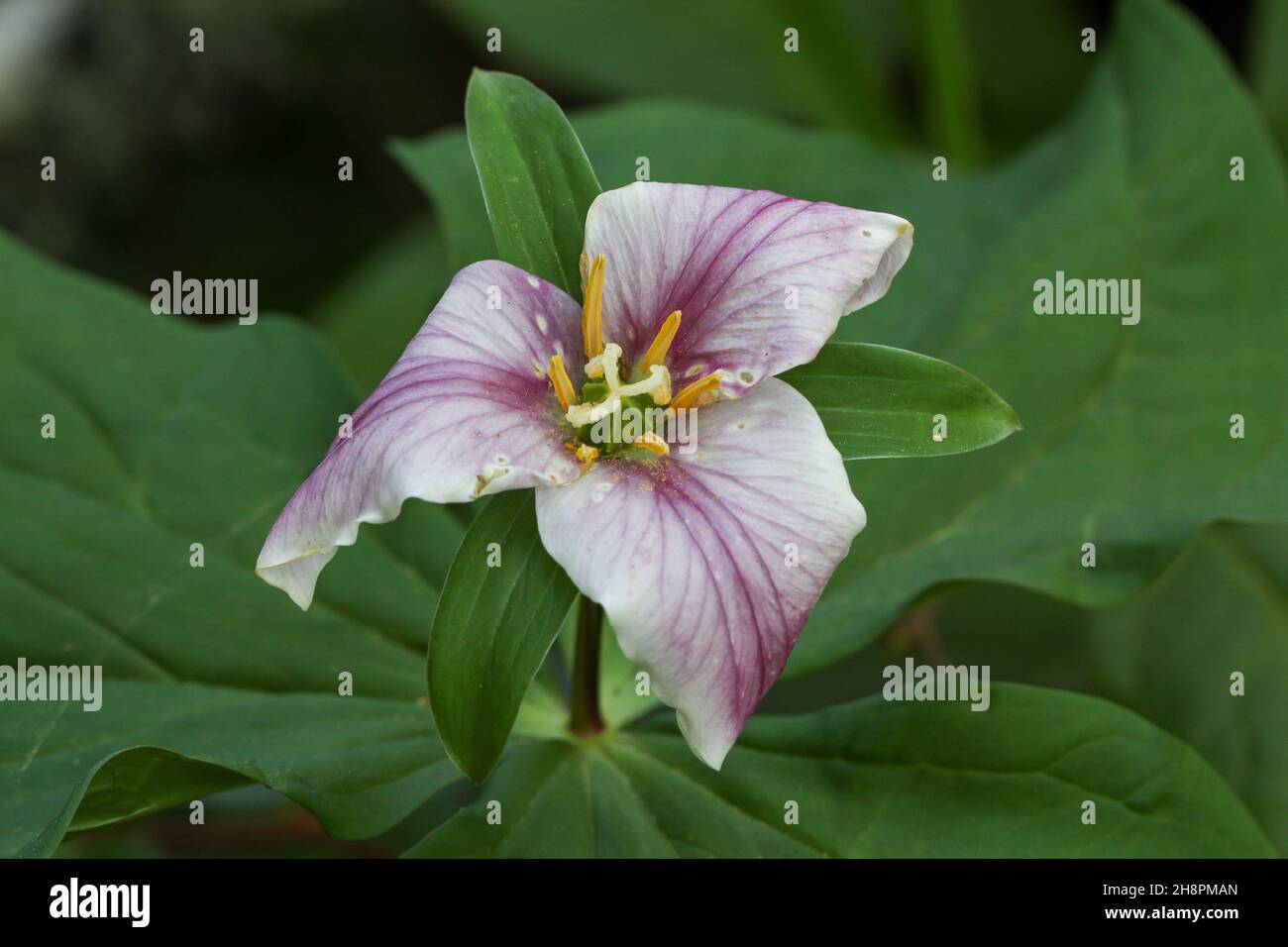 Closeup of trillium flower surrounded by leaves Stock Photo