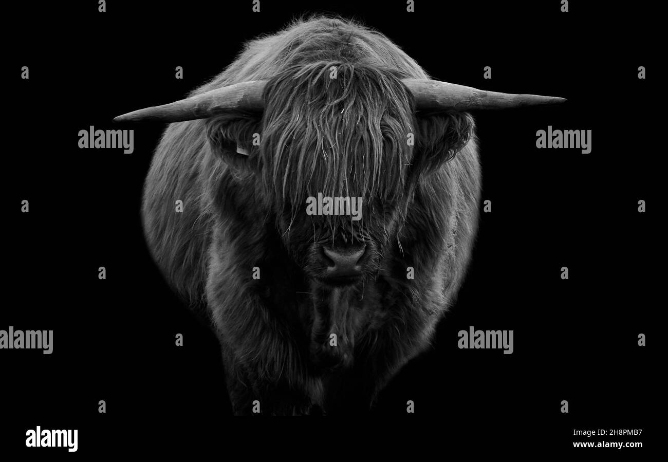Black and white highland cattle hi-res stock photography and images - Alamy