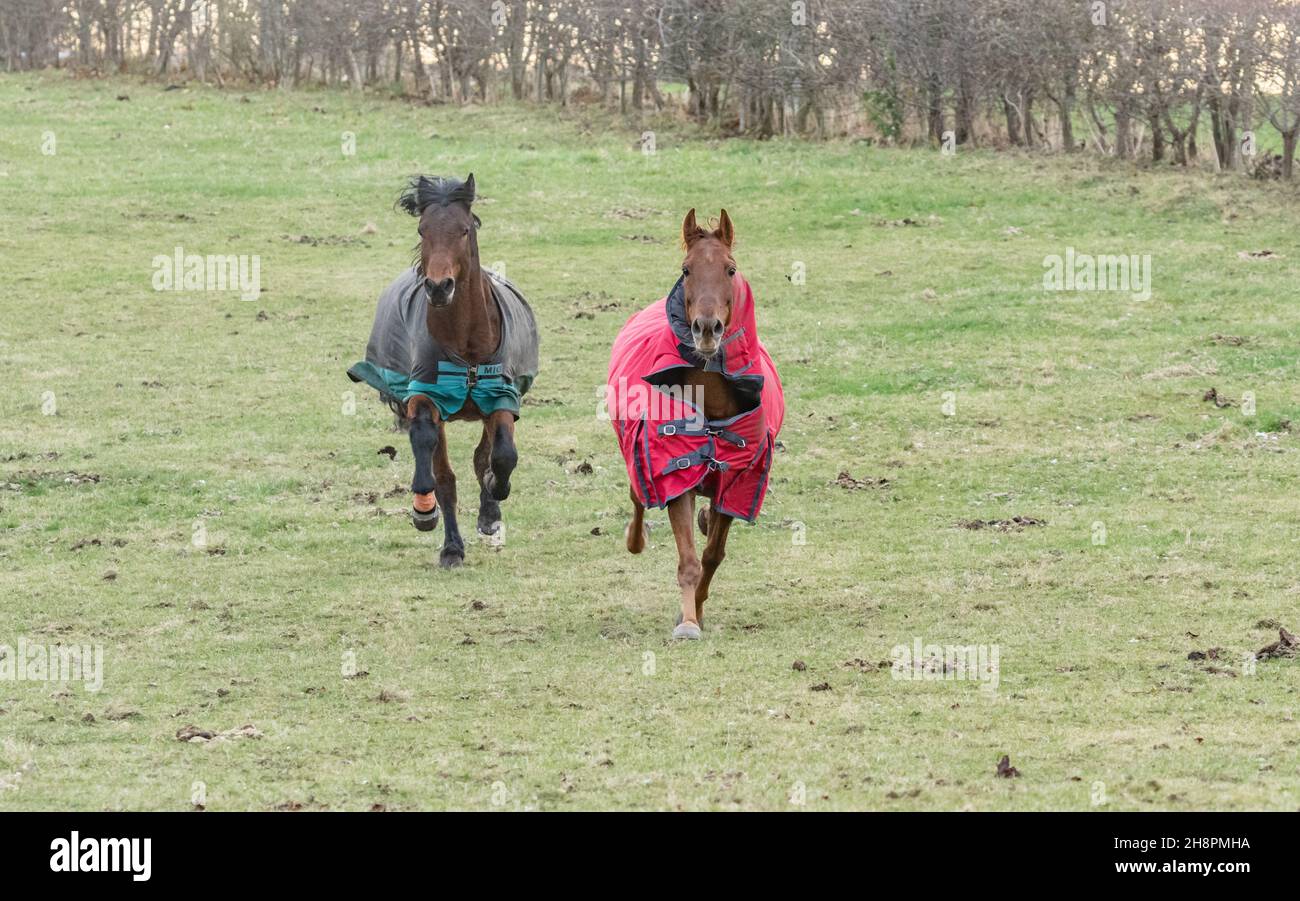 Horses wearing jackets hires stock photography and images Alamy