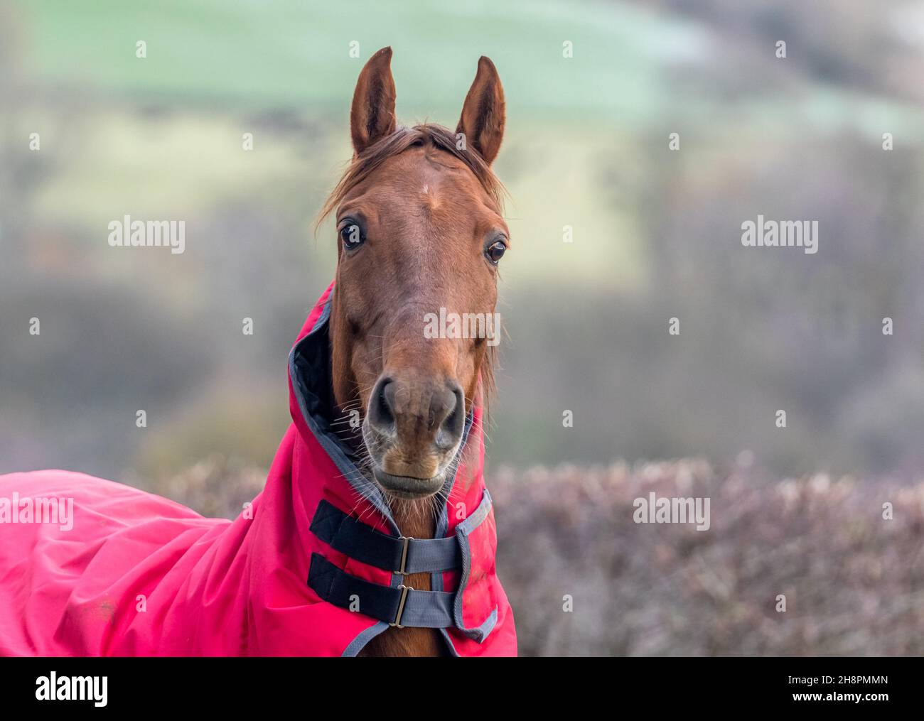 A thoroughbred horse close up. The horse is wearing a red jacket to