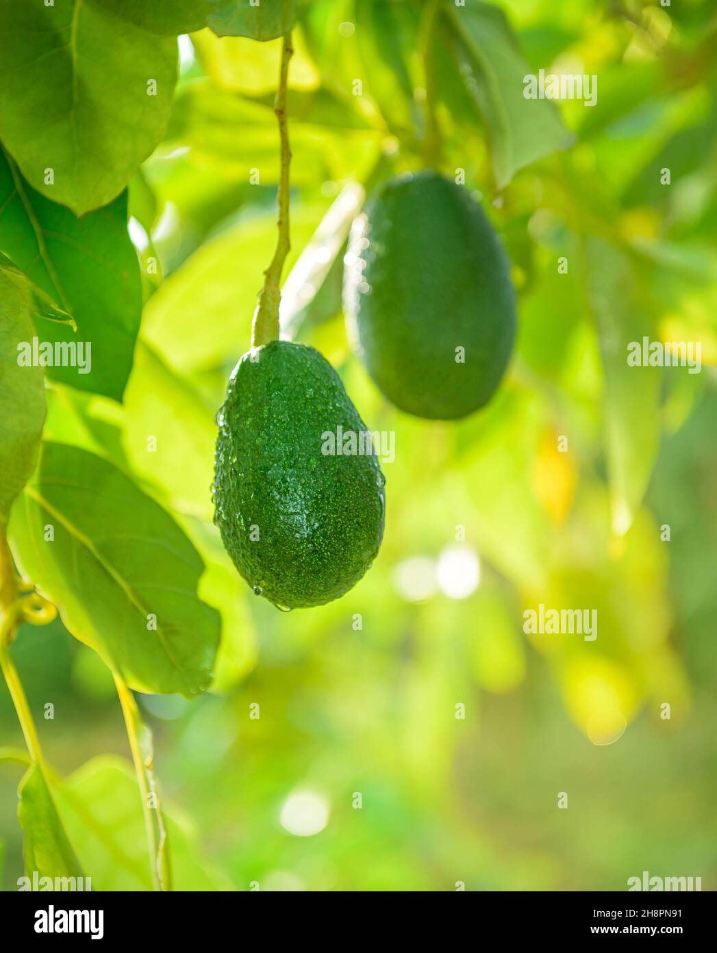 Two avocado fruits hanging on a tree, selective focus Stock Photo