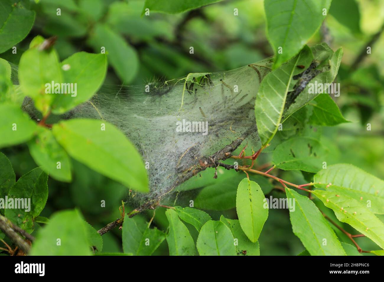 Web spun by caterpillars hi-res stock photography and images - Alamy