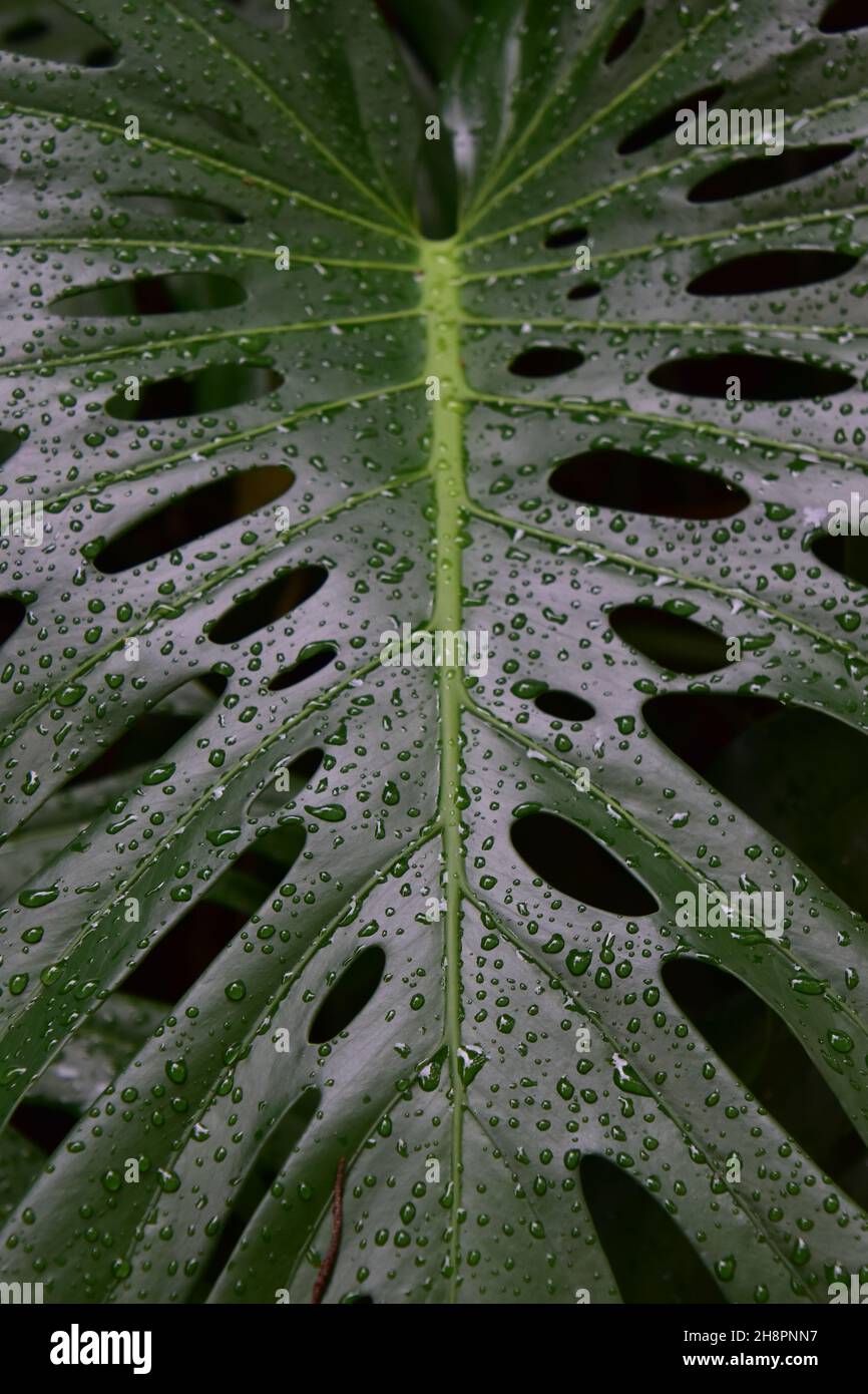 green big leave with waterdrops Stock Photo