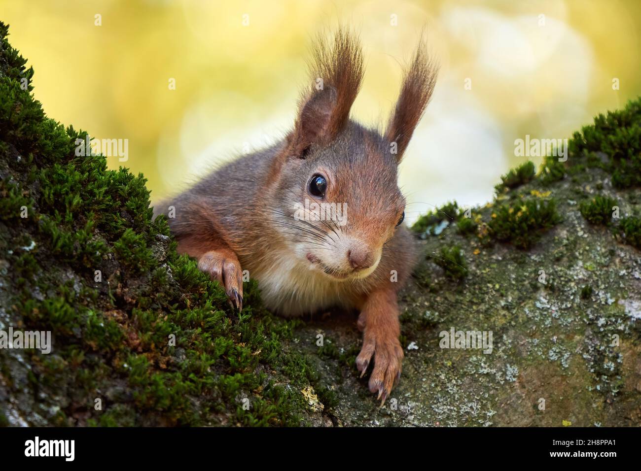 Eurasian red squirrel on a tree (Sciurus vulgaris) Stock Photo