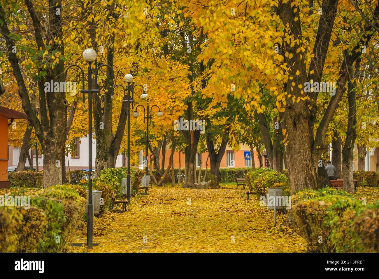 Autumn in the park with falling leaves Stock Photo - Alamy