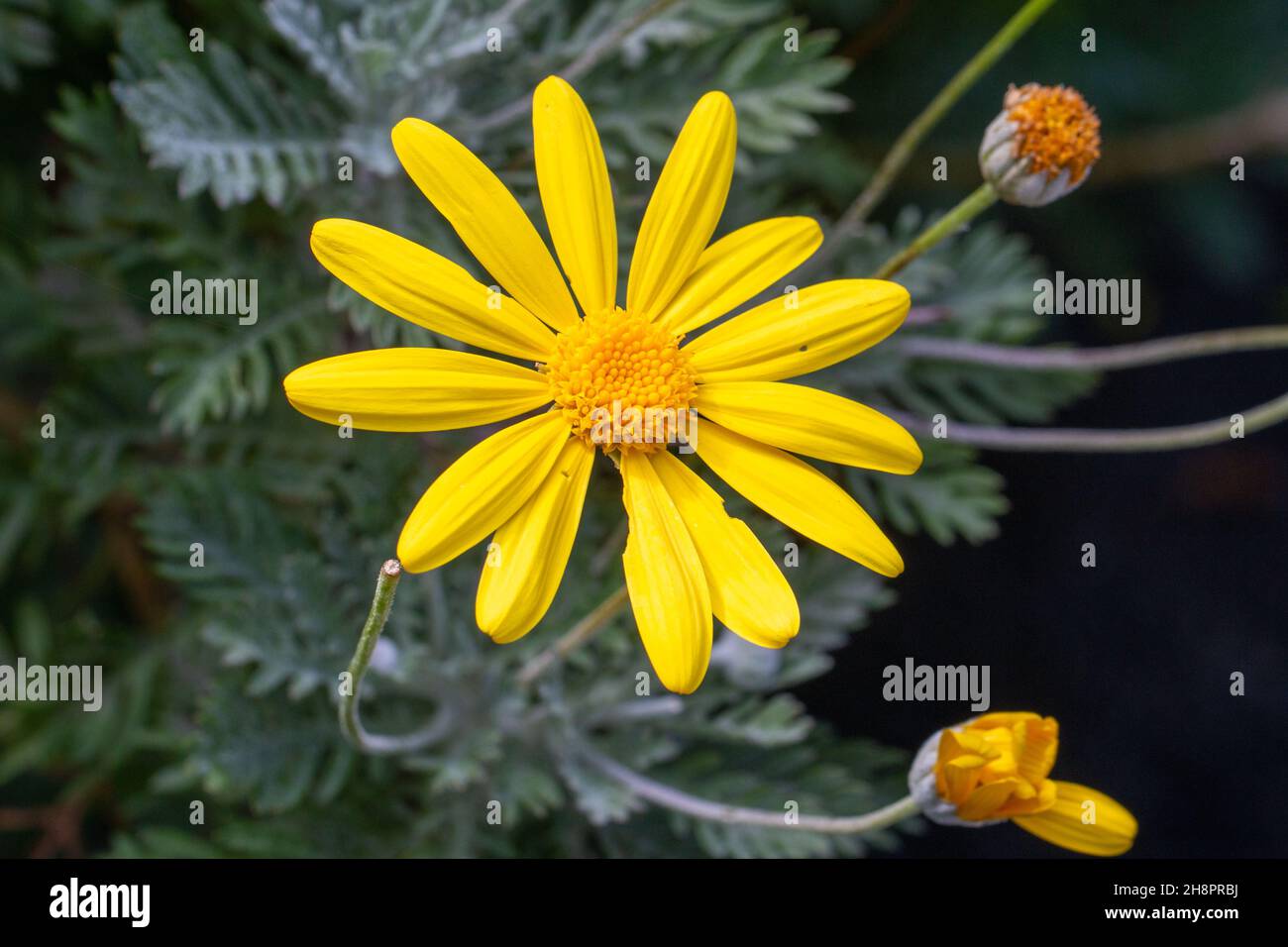 a single yellow Euryops pectinatus, close-up, Macro Stock Photo