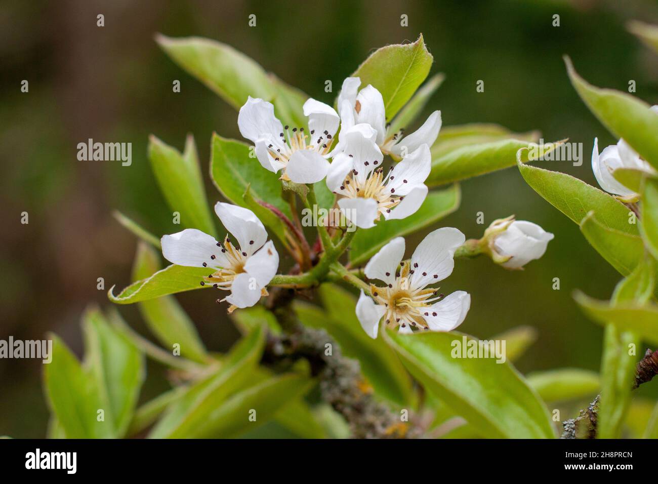 A small cluster of white Pyrus spinosa, Almond-leaved Pear flowers Stock Photo