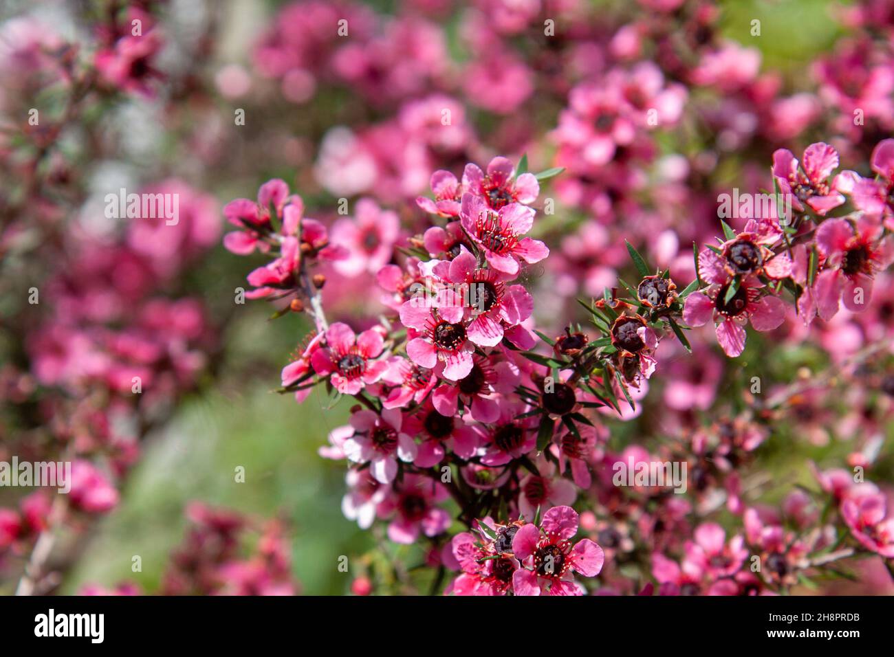 Leptospermum scoparium, Pink Manuka flowers, close-up, macro Stock Photo