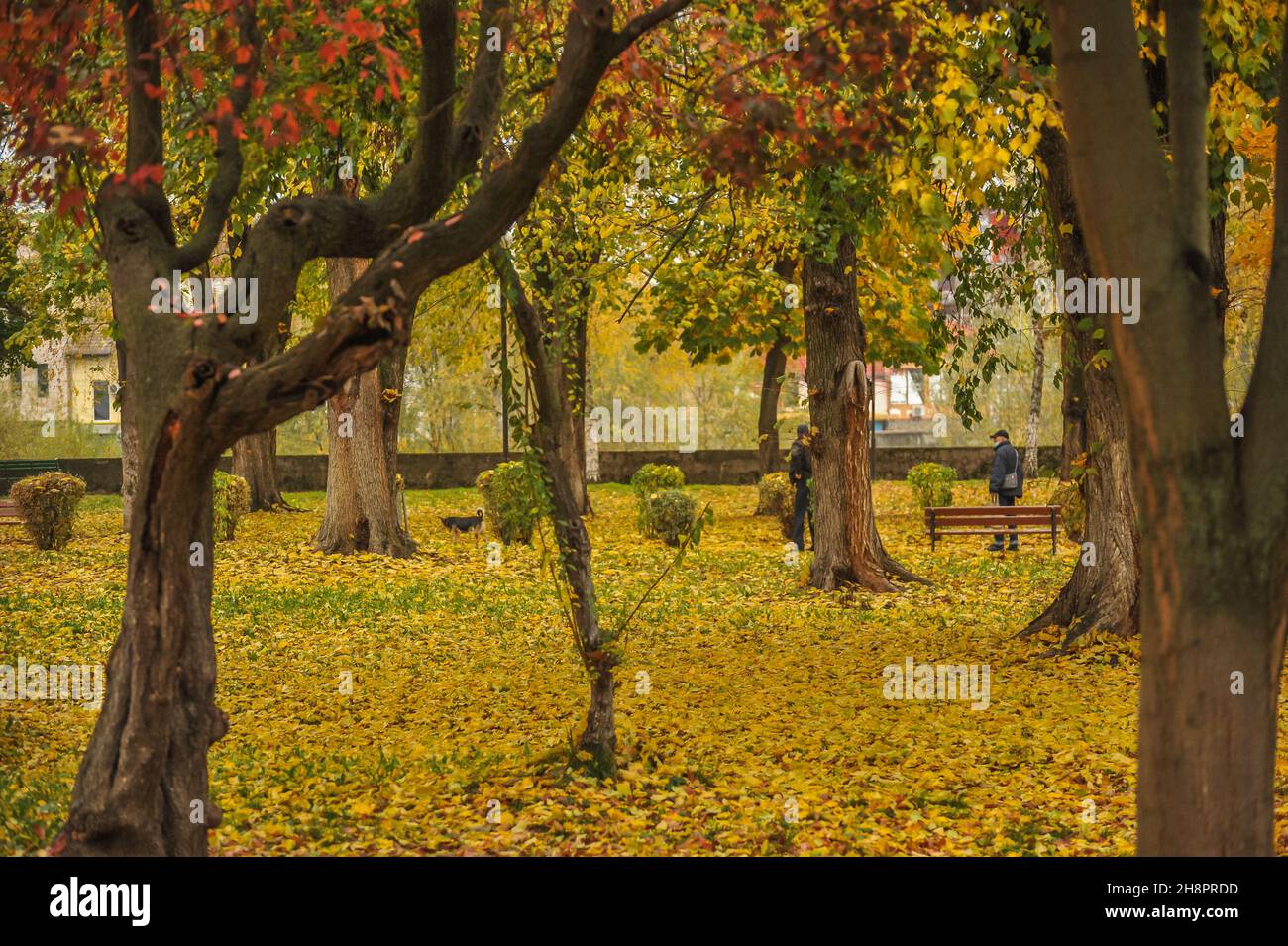 Autumn morning scenery with trees in a park with leaves carpet Stock Photo